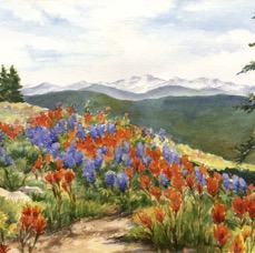 Ridge Wildflowers